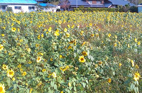 季節はずれの。。。