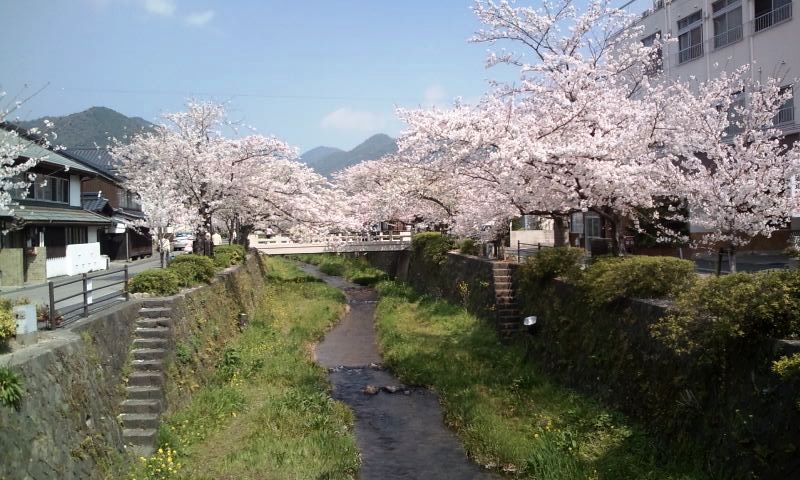 一の坂川の桜