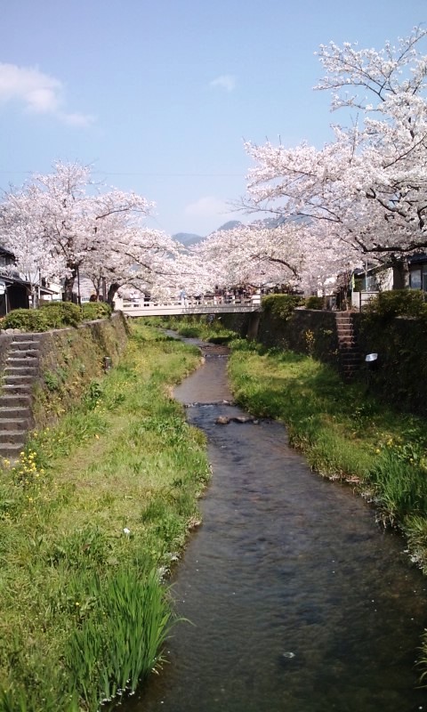 一の坂川の桜