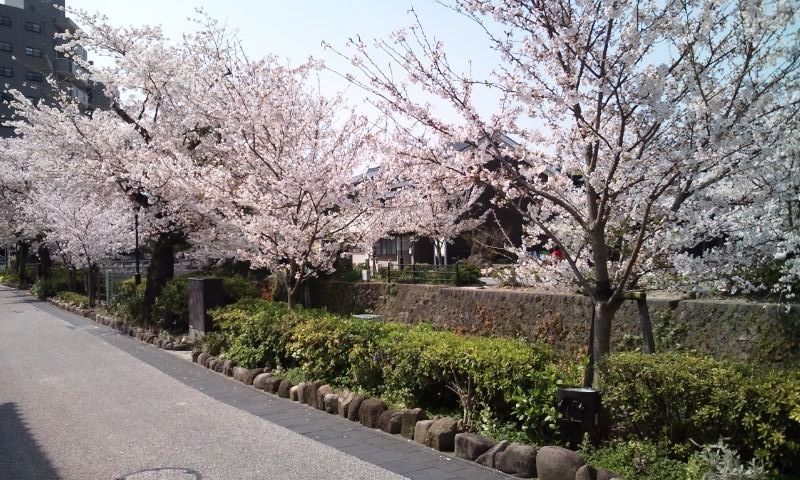 一の坂川の桜