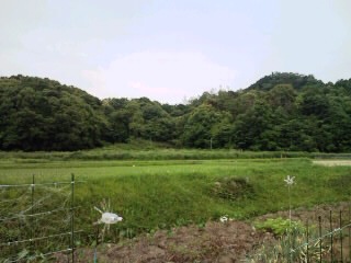 自然の野菜にあらためて感謝...