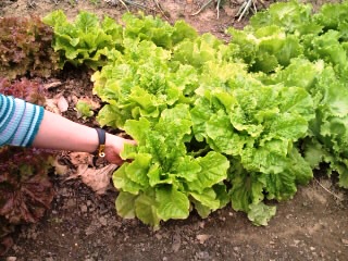 自然の野菜にあらためて感謝...