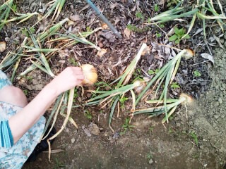 自然の野菜にあらためて感謝...