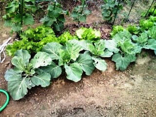 自然のお野菜！つづき...