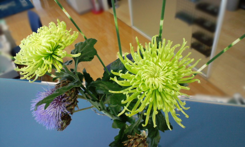 La fleur d'aujourd'hui 