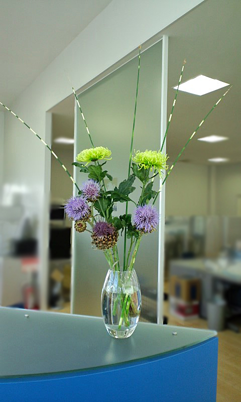 La fleur d'aujourd'hui 