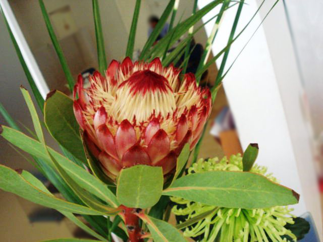 La fleur d'aujourd'hui