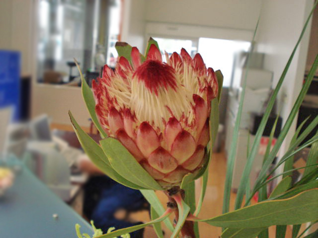 La fleur d'aujourd'hui