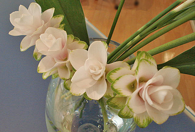 La fleur d'aujourd'hui