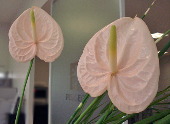 La fleur d'aujourd'hui