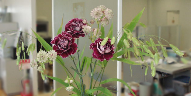 La fleur d'aujourd'hui