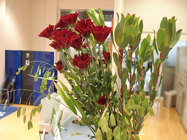 La fleur d'aujourd'hui 
