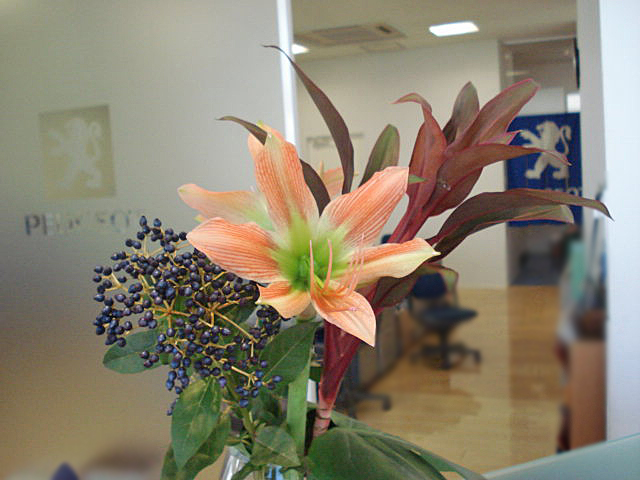 La fleur d'aujourd'hui 
