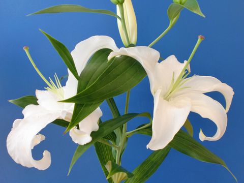 La fleur d'aujourd'hui 