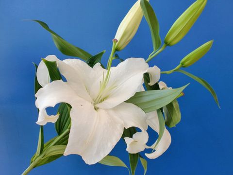 La fleur d'aujourd'hui 