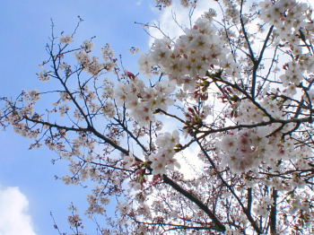 Spring♪