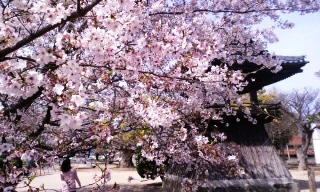 桜　さくら　サクラ　＆　パフェ！