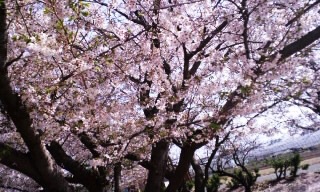 桜　さくら　サクラ　＆　パフェ！