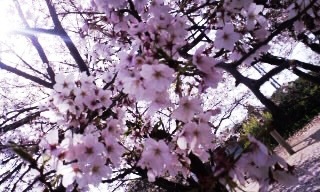 桜　さくら　サクラ　＆　パフェ！