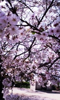 桜　さくら　サクラ　＆　パフェ！