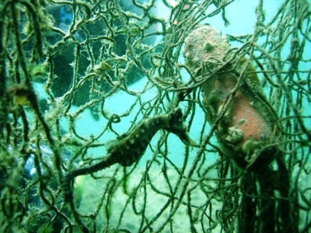 ２０１１　フォトダイブin柴津浦