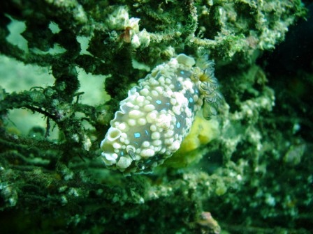 ２０１１　フォトダイブin柴津浦