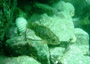 ２０１１　フォトダイブin柴津浦