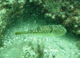 ２０１１　フォトダイブin柴津浦
