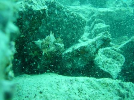 2011 ﾌｫﾄﾀﾞｲﾌﾞin 紫津浦 のつづき...