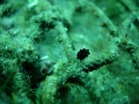 2011 ﾌｫﾄﾀﾞｲﾌﾞin 紫津浦 のつづき...