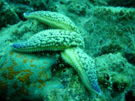 2011 ﾌｫﾄﾀﾞｲﾌﾞin 紫津浦 のつづき...