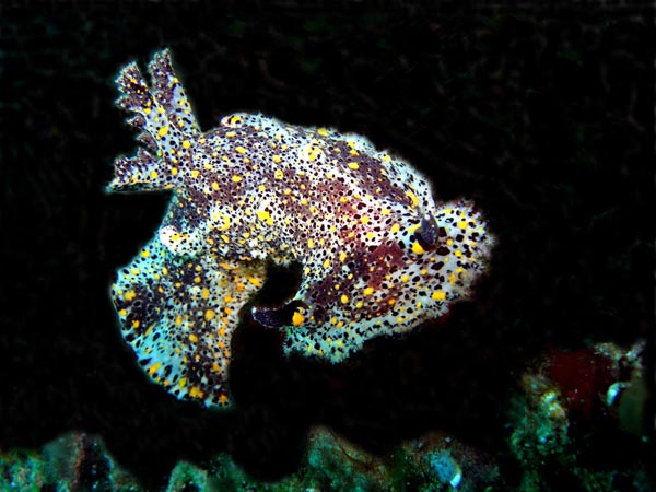 ヒカリウミウシ