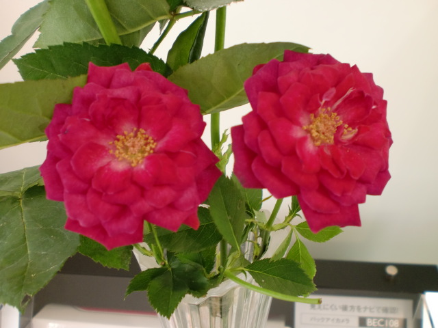 先週と今週のお花☆一斉公開！！