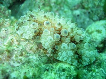 raul浜崎の月曜日はいつものように青海島へ