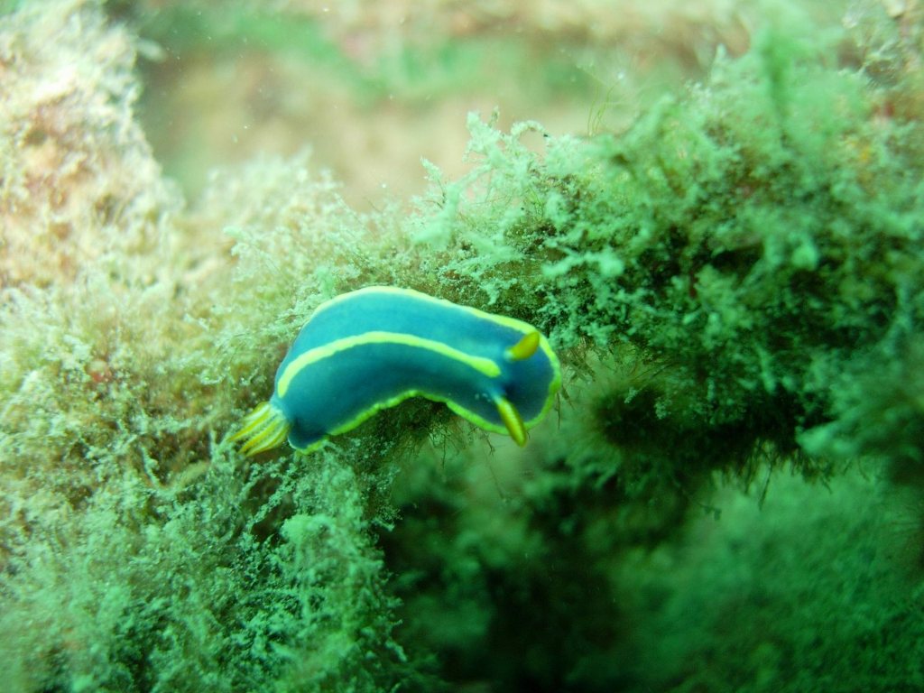 ひさしぶりの紫津浦
