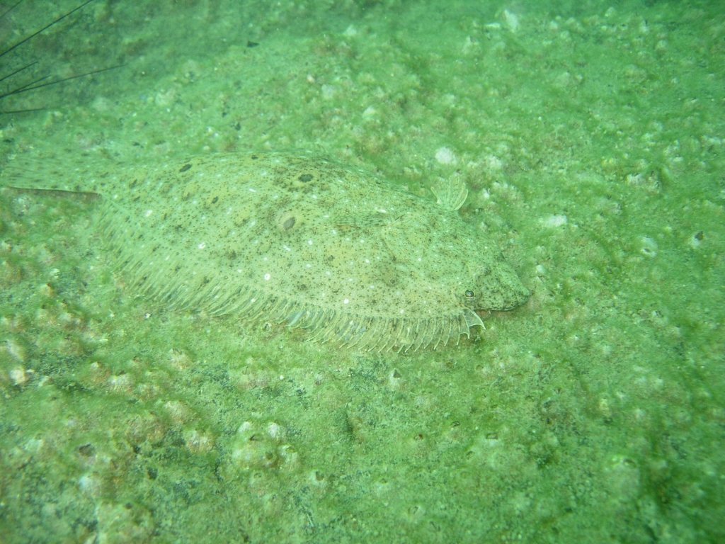 ひさしぶりの紫津浦
