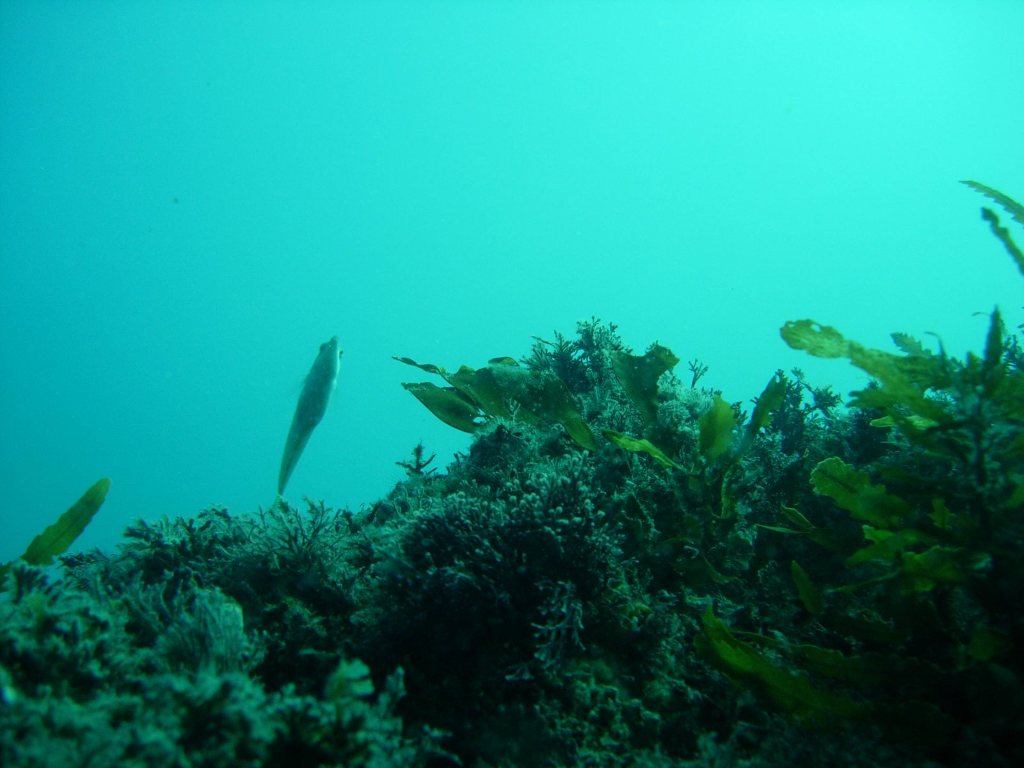青海島船越クレパス初体験