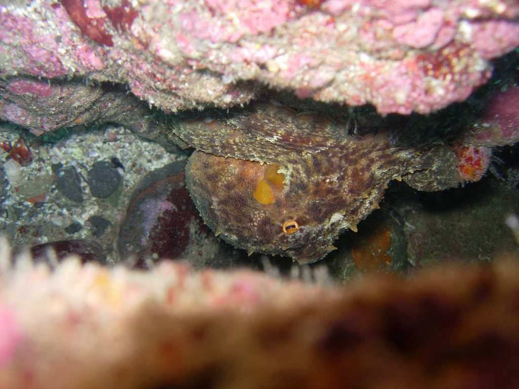 青海島船越クレパス初体験