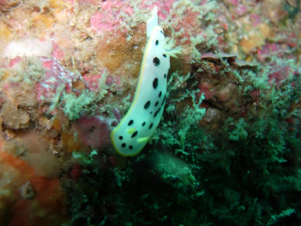 青海島船越右の瀬のウミウシ達...