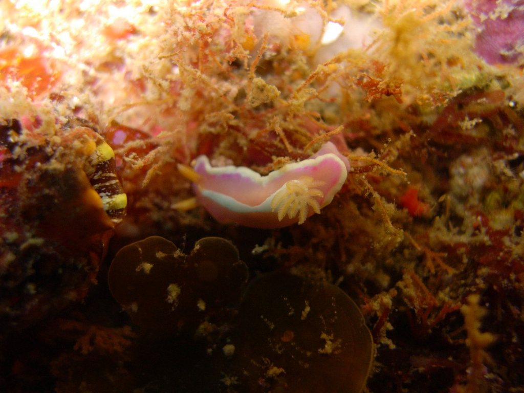 青海島船越右の瀬のウミウシ達...