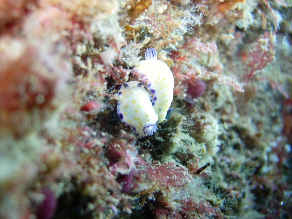 青海島船越右の瀬のウミウシ達...
