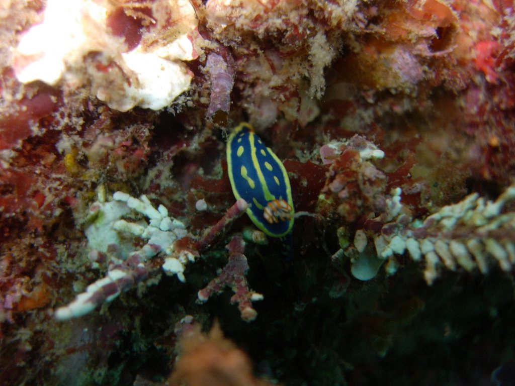 青海島船越右の瀬のウミウシ達...