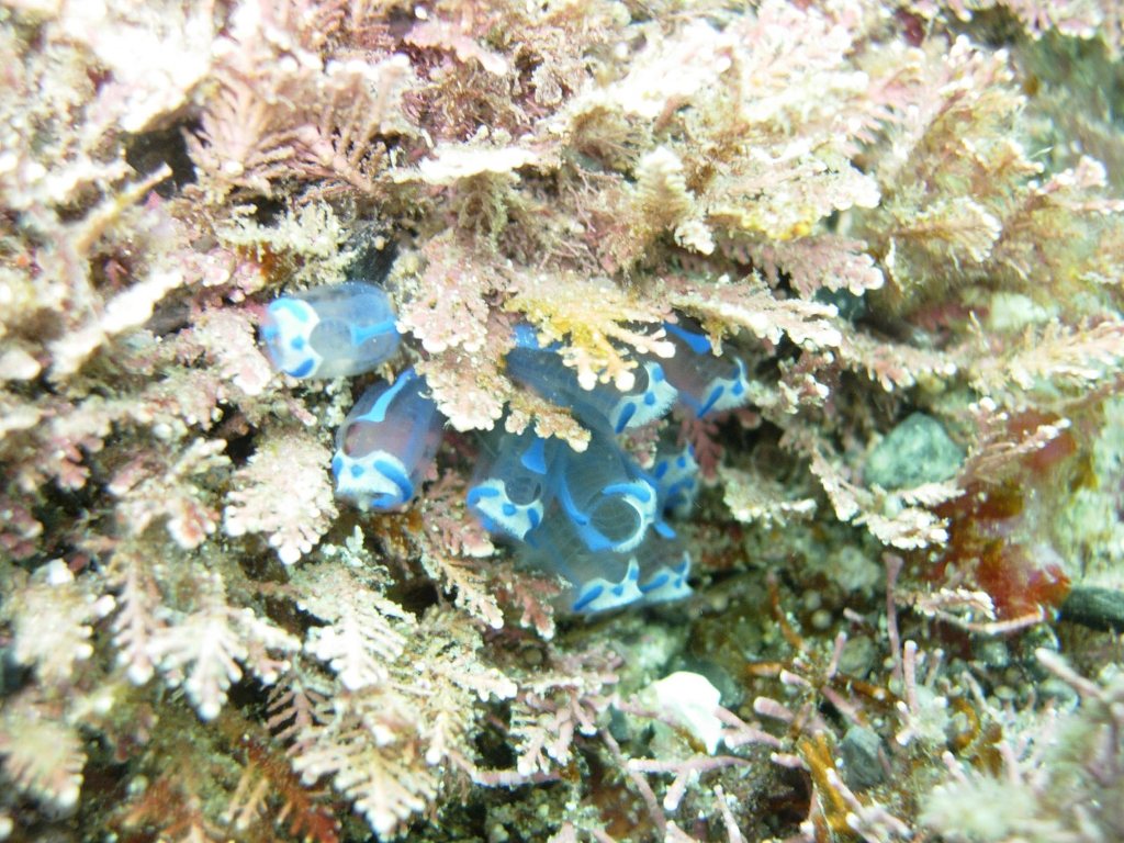 ひさしぶりの青海島船越ダイブ！
