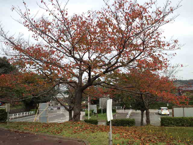 朝一番で益田市に...