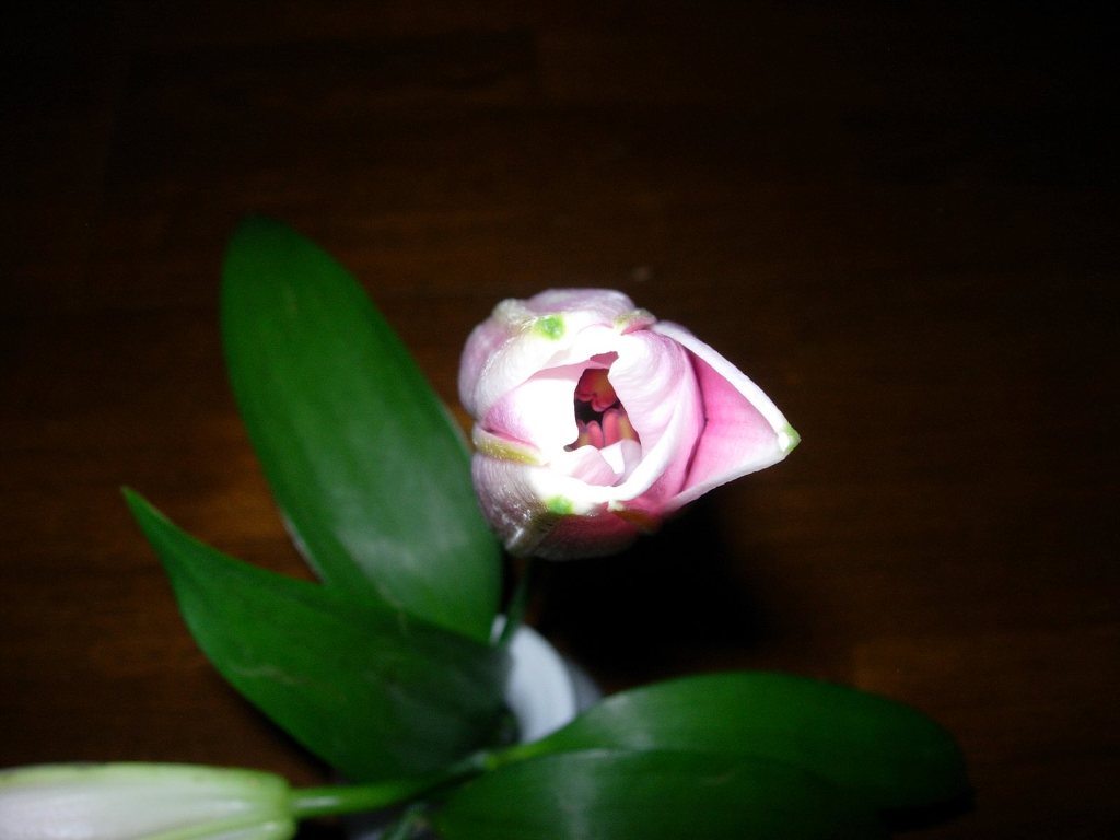 ユリの花