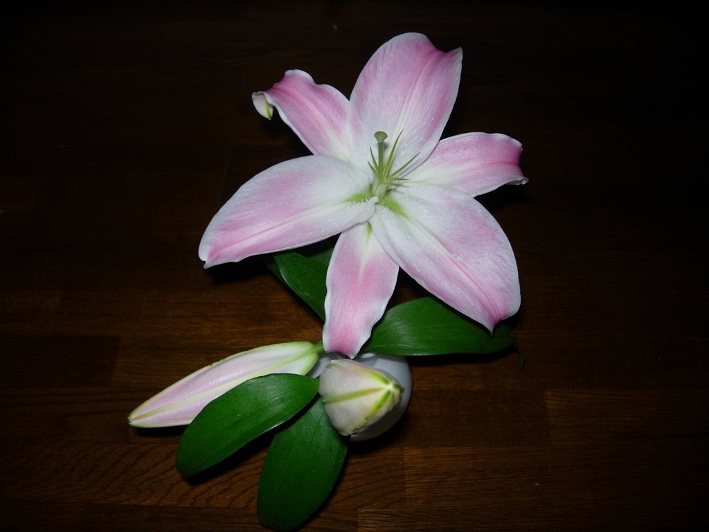 ユリの花