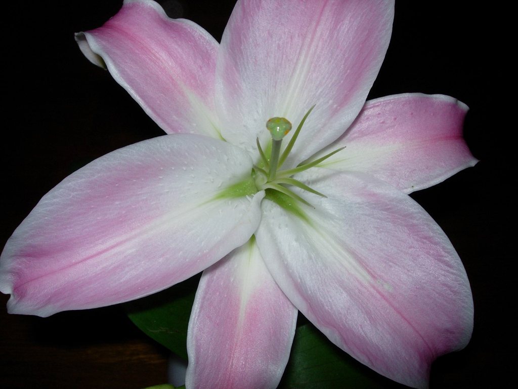 ユリの花