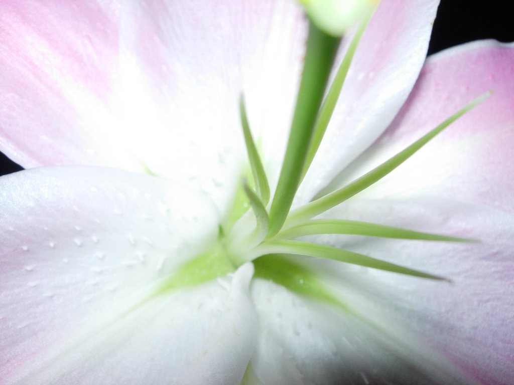 ユリの花