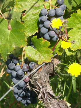 Beaujolais Nouveau