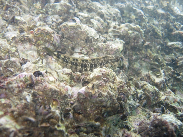 ひさしぶりに青海島紫津浦で...